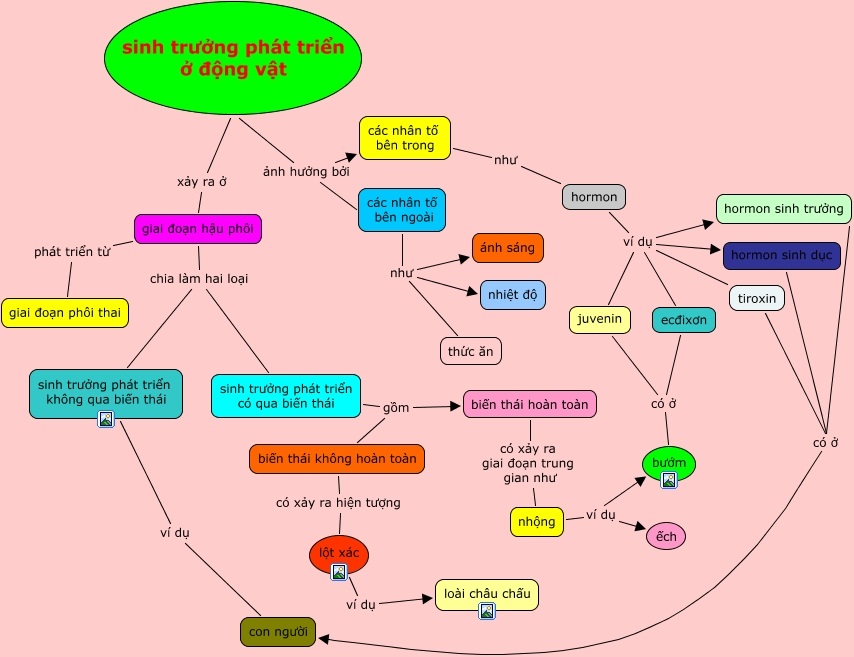 Sơ Đồ Tư Duy Sinh Học Đầy Đủ Sơ Đồ Tư Duy Sinh Học sonlavn