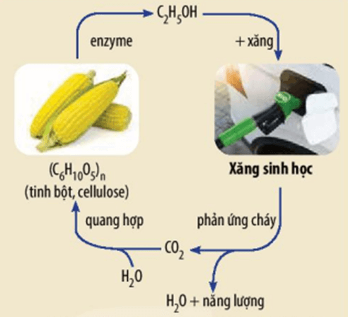 Chu trình khép kín của ethanol trong xăng sinh học