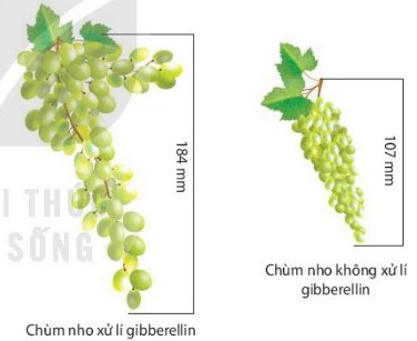 Ảnh hưởng của gibberellin đến chiều dài của cuống quả và chùm nho không hạt