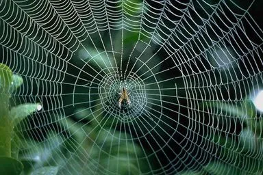 Bản năng giăng lưới ở nhện