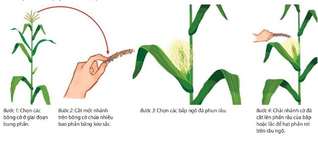 Các bước thụ phần cho cây ngô