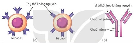 Các thụ thể kháng nguyên trên tế bào B, tế bào T (a) và kháng thể (b)