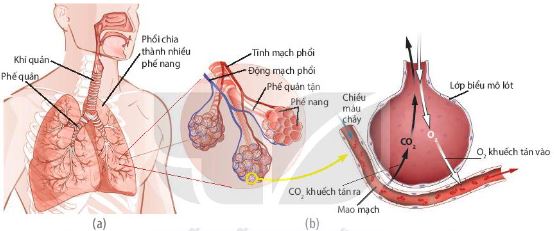 Hệ hô hấp của người, phế nang và trao đổi khí ở phế nang