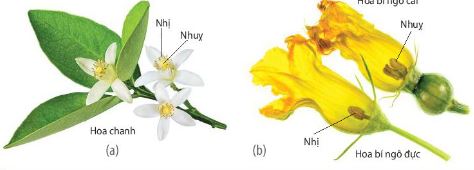 Hoa lưỡng tính ở cây chanh (a) và hoa đơn tính ở cây bí ngô (b)