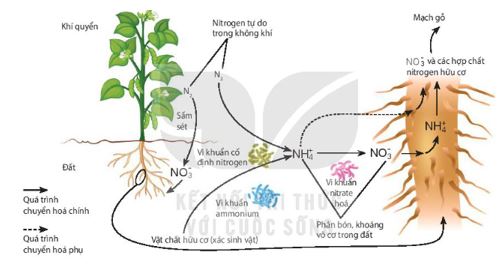 Nguồn nitrogen cung cấp cho thực vật
