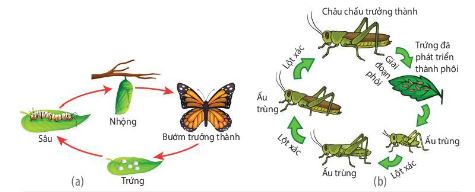 Phát triển qua biến thái hoàn toàn ở bướm (a) và không hoàn toàn ở châu chấu (b))