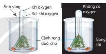 Các bước thí nghiệm chứng minh sự thải oxygen trong quang hợp