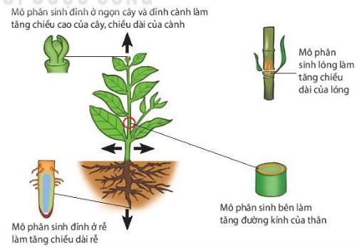 Vị trí và vai trò của các loại mô phân sinh thực vật