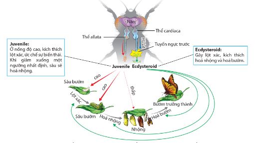 Ảnh hưởng của hormone đến sự sinh trưởng và phát triển ở côn trùng