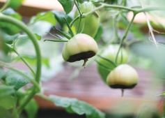 Biểu hiện ở quả cà chua trên đất trồng bị thiếu calcium