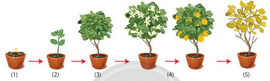 Các giai đoạn phát triển của thực vật có hoa