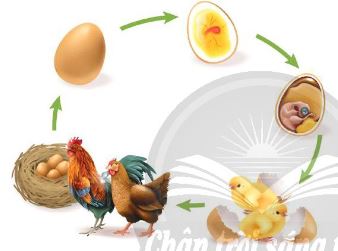 Các giai đoạn phát triển ở gà
