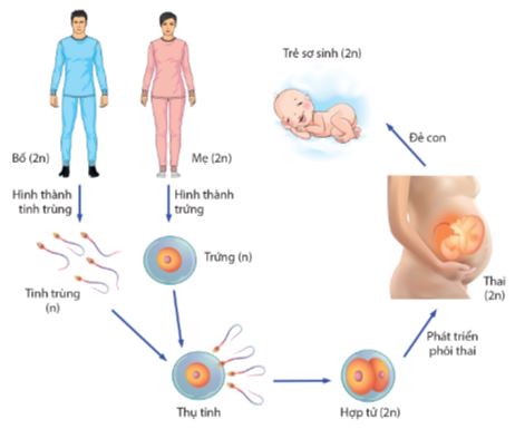 Các giai đoạn sinh sản hữu tính ở người