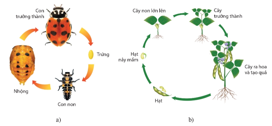 Các giai đoạn trong vòng đời của bọ rùa (a) và cây đậu (b)