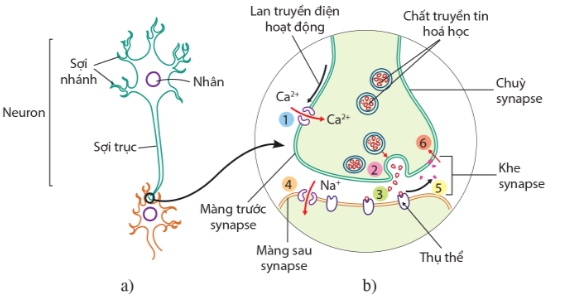 Cấu tạo của neuron (a), cấu trúc synapse hoá học và quá trình truyền tin qua synapse hoá học (b)