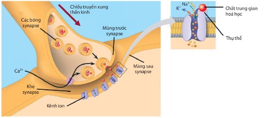 Cấu tạo và quá trình truyền tin qua synapse hóa học