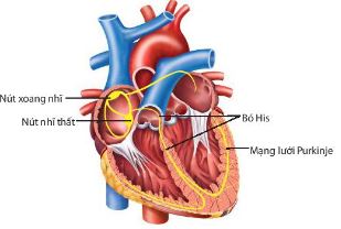 Hệ dẫn truyền tim