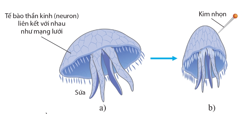 Hệ thần kinh dạng lưới ở sứa (a), phản ứng của sứa khi bị kích thích (b)