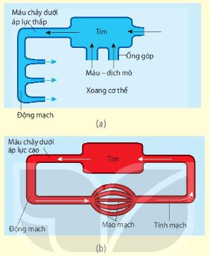 Hệ tuần hoàn hở (a) và hệ tuần hoàn kín (b)