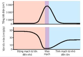 Liên quan giữa vận tốc máu và tổng tiết diện mạch máu