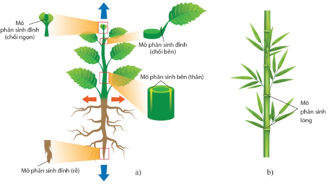 Mô phân sinh ở cây Hai lá mầm (a) và cây Một lá mầm (b)