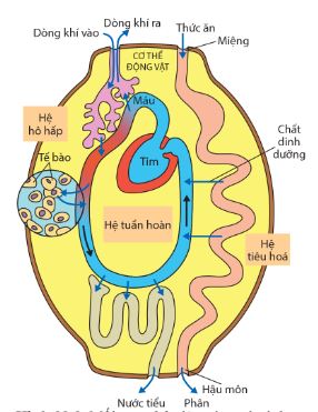 Mối quan hệ giữa các quá trình sinh lí trong cơ thể người