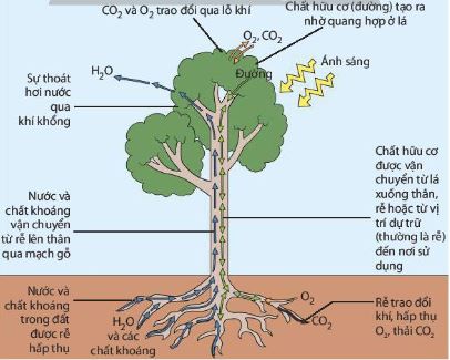 Mối quan hệ giữa các quá trình vận chuyển các chất trong cây