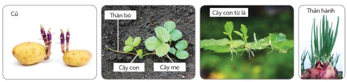 Một số hình thức sinh sản sinh dưỡng ở thực vật