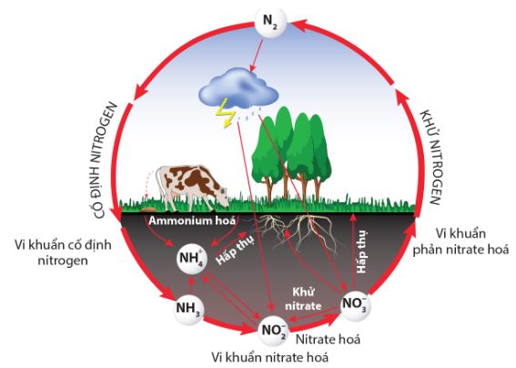 Một số nguồn cung cấp nitrogen cho cây