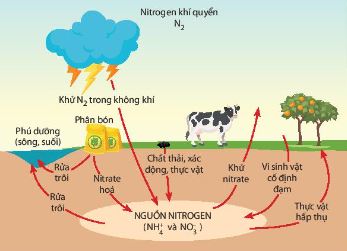 Các nguồn cung cấp nitrogen cho cây