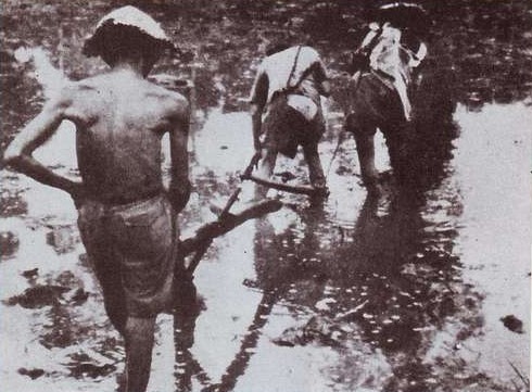 Nông dân Việt Nam dưới thời Pháp thuộc