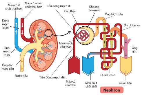 Qúa trình hình thành nước tiểu ở nephron thận