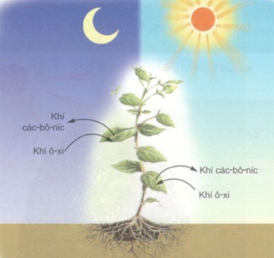 Qúa trình trao đổi khí ở thực vật
