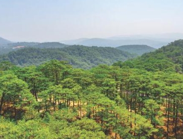 Rừng thông trên địa hình núi cao trên 1500 m ở Đà Lạt, Lâm Đồng