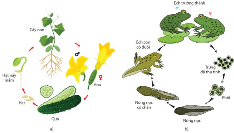 Sinh sản hữu tính ở cây dưa chuột và ếch