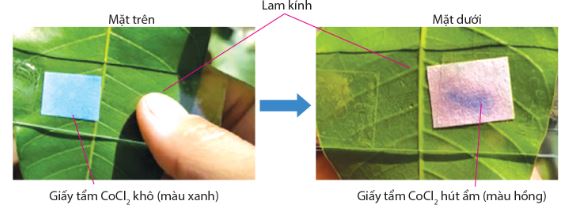 Sự chuyển màu của giấy CoCl2 khi hấp thụ hơi nước thoát ra từ lá