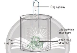 Mô tả thí nghiệm chứng minh sự hình thành khí oxi trong quang hợp