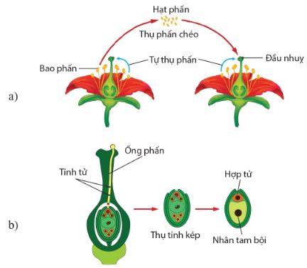 Thụ phấn (a) và thụ tinh (b) ở thực vật