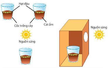 Cách bố trí thí nghiệm chứng minh tính hướng sáng