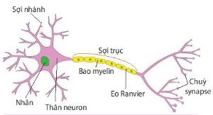 Cấu tạo của neuron có bao myelin
