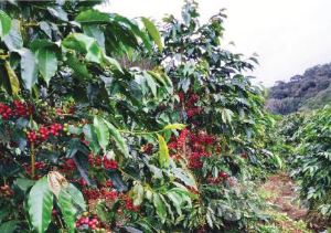 Cây cà phê trồng trên đất badan ở huyện Krông Búk (Đắk Lắk)
