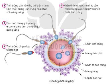 Qúa trình thụ tinh hình thành hợp tử