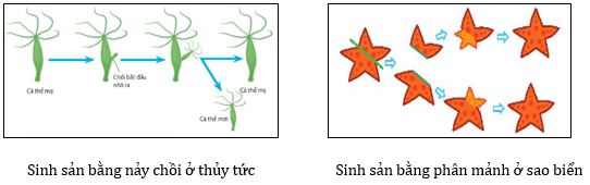 Sinh sản vô tính ở động vật