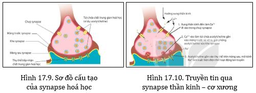 Sơ đồ cấu tạo synapse