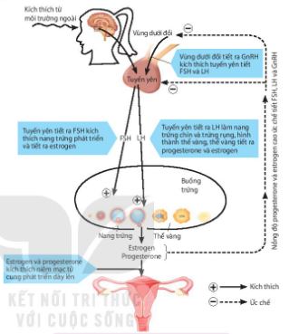 Sơ đồ cơ chế điều hòa sinh trứng