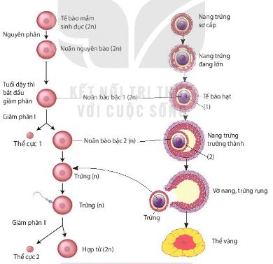 Sơ đồ quá trình sinh trứng