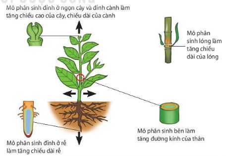 Vị trí và vai trò của các loại mô phân sinh thực vật