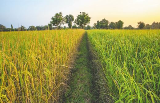 Cây lúa gạo – cây trồng của nền nông nghiệp nhiệt đới