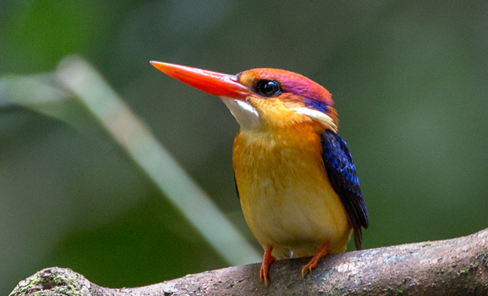 Bồng chanh đỏ - loài chim bí ẩn cực quý hiếm ở Việt Nam