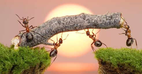 Bản năng xây tổ của đàn kiến